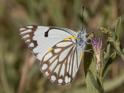 Belenois aurota (Caper White).jpg